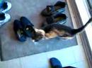 Ashton & Dagobert les minous come for tuna in english Part 1
