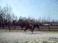 My horse Tailhook jumping