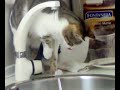 mafaldita la gatuna