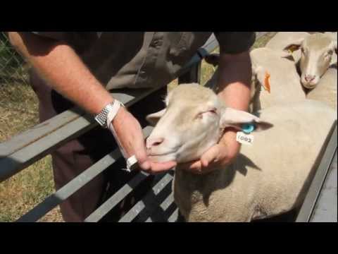 See video