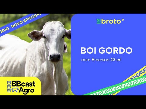 Pecuária de corte: bezerro em alta e inversão do ciclo pecuário | BBcast Agro - 08/01/2026
