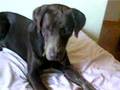 Labrador Retriever video