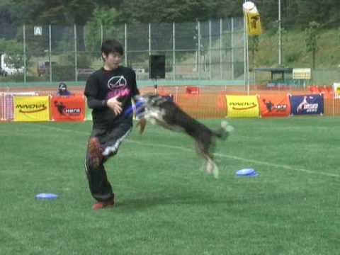 DISC DOG FREESTYLE KAZUNORI CHIBA&GAIA