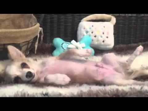REDUCED! Full of spunk, long hair Chihuahua puppy