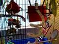 Lovebird Cage Set-Up