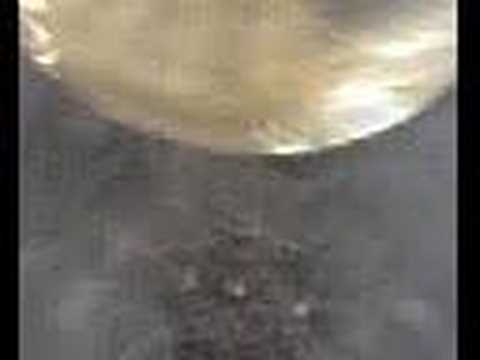 Animal Diversity 8 - Echinodermata