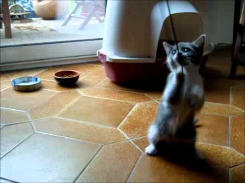 Ganesh's video (Cat - ) - Ma première vidéo :) Jouer, tomber ^^ et recommencer! Yummypets : social network for cat