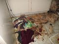 A disgusting mess/ Messiest Apartment