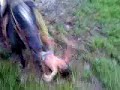 caida en el recoleo de la mula