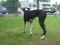 Deutsche Dogge