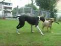 Deutsche Dogge