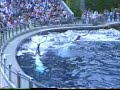 Killer Whales Killer Whales