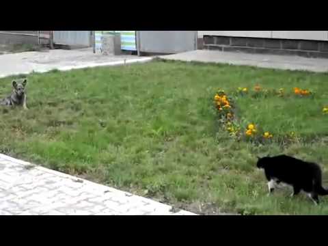 Cat beats up small dog