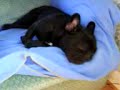 Vinnie sleeping