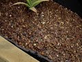 aquaponics aquaponics