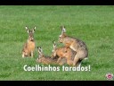 Trabalho de Português e Redação - Caça, pesca e agricultura