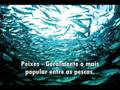 videos de Trabalho de Português e Redação - Caça, pesca e agricultura