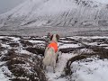 English setter hunting ptarmigan rype goose grouse