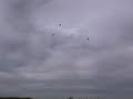 Rexroat Griffon Dove hunting