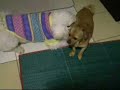 dogs