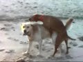 Girl Dogs Go Crazy On The Beach