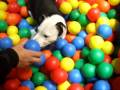 videos de american standford bolas