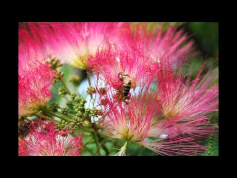 how to transplant mimosa tree