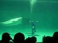baleia beluga