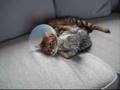 Loved-cats!