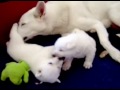 Puppies 3 weken