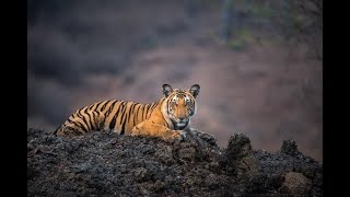 Wild Karnataka - Trailer