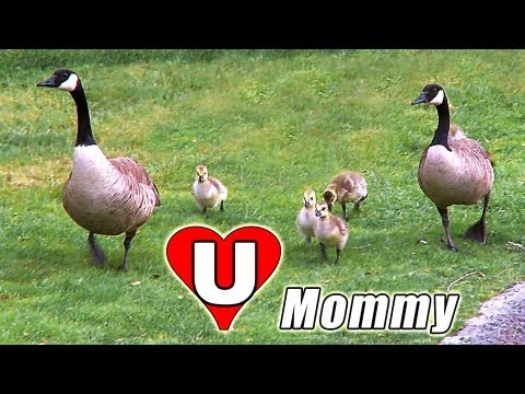 MOTHERS DAY SONG E-card FAIRY TALES for Mom Children MOTHER GOOSE Looses Her CUTE BABY GEESE?! Tale