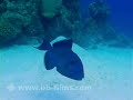 Red Sea Ambient