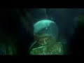 Shark meeting