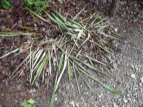 how to remove yucca leaves