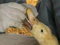 Global Pulse - 05/15/08: Bird Flu, The Next Asian Disaster?