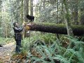 Schipperke Out on A Limb