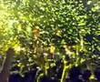 Bjork - Declare Independence - Live @ Bogotá