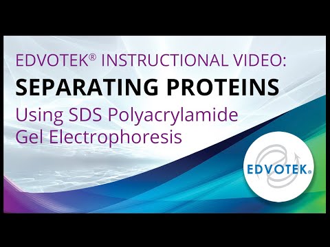 how to isolate protein from sds-page