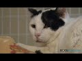 Shadow Cats Rescue