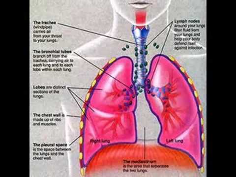 asbestos cancer law lawsuit mesothelioma
