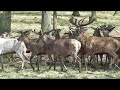 dyrehaven.MOV