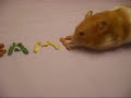 Harry the Hamster coughs up where he lives