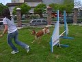 Kiara Entrenamiento de agility 23/09