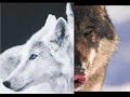 Wolves against the World Wolves against the World