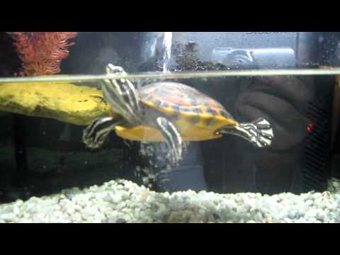 ACUATERRARIO para tortugas de agua