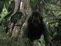 videos de the fray. lost you found me