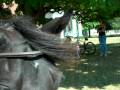 Jenn on horseback