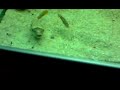 MBU Puffer eating Ramshorn Snail