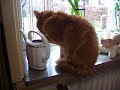 Katze in der Fensterbank